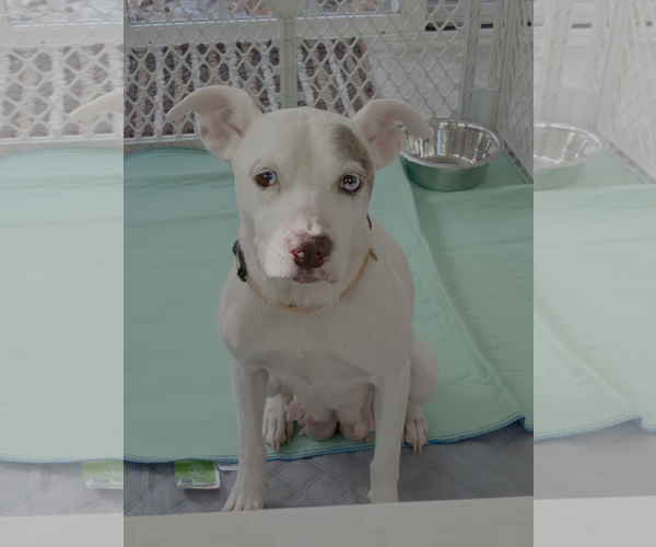 Medium Photo #1 Mutt Puppy For Sale in Holly Springs, NC, USA