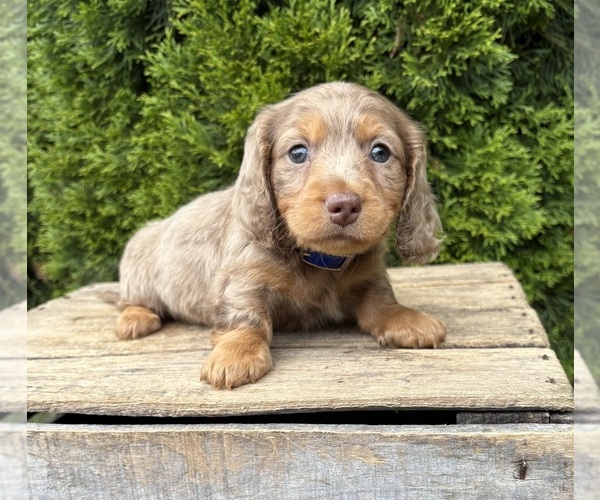 Medium Photo #1 Dachshund Puppy For Sale in MIDDLEBURY, IN, USA