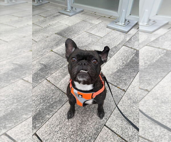 Medium Photo #3 French Bulldog Puppy For Sale in Brights Grove, Ontario, Canada