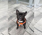 Small #2 French Bulldog
