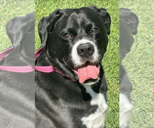 Boxer-Unknown Mix Dogs for adoption in Rockaway, NJ, USA