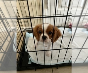 Cavalier King Charles Spaniel Puppy for sale in LAKELAND, FL, USA
