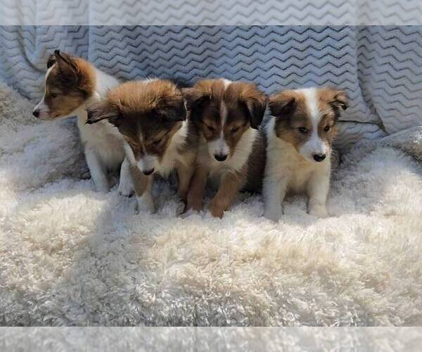Medium Photo #3 Shetland Sheepdog Puppy For Sale in JASONVILLE, IN, USA