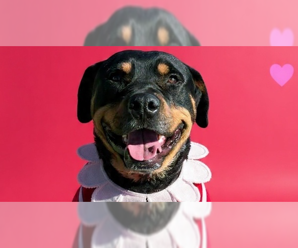 Medium Photo #1 Rottweiler Puppy For Sale in Gilbert, AZ, USA