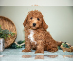 Puppy Greg Cavapoo