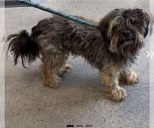 Mutt Dogs for adoption in Cranston, RI, USA