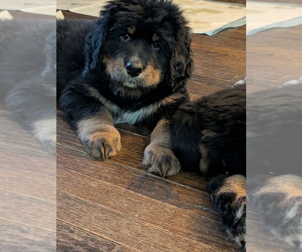 Medium Photo #8 Mountain Mastiff Puppy For Sale in MANCHESTER, CT, USA