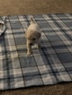 Small Photo #51 Goldendoodle Puppy For Sale in VACAVILLE, CA, USA