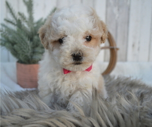 Maltipoo Puppy for sale in HONEY BROOK, PA, USA