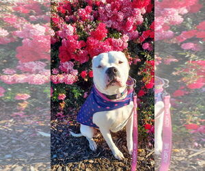 Bulloxer Dogs for adoption in Fresno, CA, USA