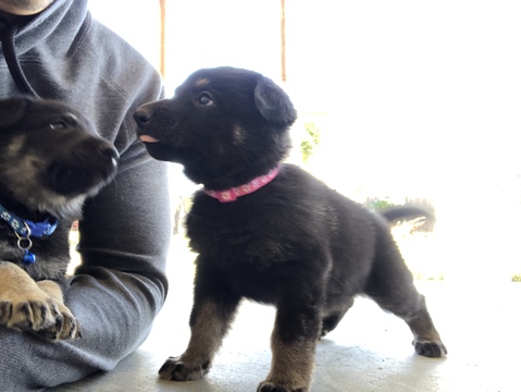 Medium Photo #7 German Shepherd Dog Puppy For Sale in FONTANA, CA, USA