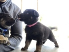 Small Photo #7 German Shepherd Dog Puppy For Sale in FONTANA, CA, USA