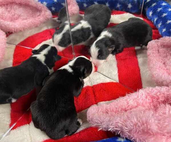 Medium Photo #1 Miniature American Shepherd Puppy For Sale in GARYSBURG, NC, USA