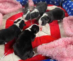 Miniature American Shepherd Puppy for sale in GARYSBURG, NC, USA