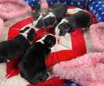 Small Miniature American Shepherd