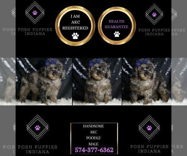 Medium Photo #7 Poodle (Miniature) Puppy For Sale in WARSAW, IN, USA