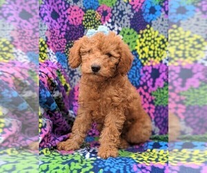Labradoodle Puppy for sale in WILLOW STREET, PA, USA