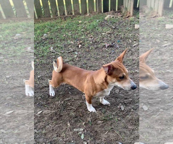 Medium Photo #2 Jack Russell Terrier-Unknown Mix Puppy For Sale in Princeton, MN, USA