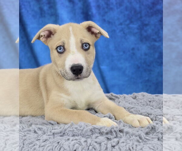 Medium Photo #5 Mutt Puppy For Sale in Lakewood, CO, USA