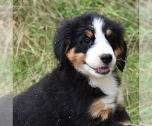 Bernese Mountain Dog Puppy for sale in HOWARD, PA, USA