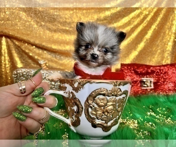 Medium Photo #30 Pomeranian Puppy For Sale in HAYWARD, CA, USA