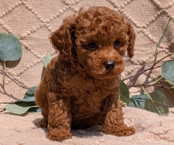 Medium Photo #44 Cockapoo Puppy For Sale in GOSHEN, IN, USA