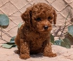 Small Photo #44 Cockapoo Puppy For Sale in GOSHEN, IN, USA