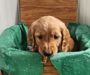 Golden Retriever Puppy for sale in THOMASTON, ME, USA