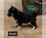 Small Photo #4 Shiba Inu Puppy For Sale in BERESFORD, SD, USA