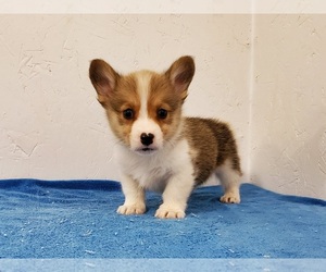 Pembroke Welsh Corgi Puppy for sale in CLARK, MO, USA