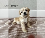 Puppy DAISY Zuchon