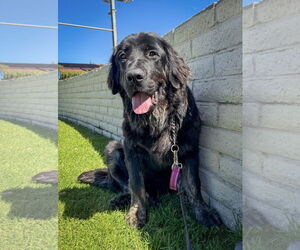 Labrador Retriever-Unknown Mix Dogs for adoption in San Diego, CA, USA