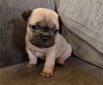 Puppy Puppy 6 French Bulldog