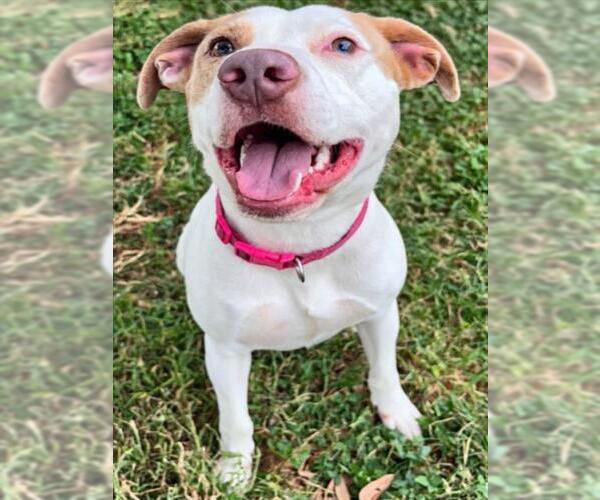 Medium Photo #1 Mutt Puppy For Sale in Texas City, TX, USA