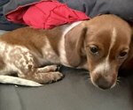 Small #5 Dachshund