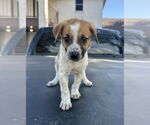 Small #1 Mutt
