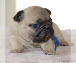 Small #8 French Bulldog