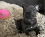 Puppy 1 French Bulldog