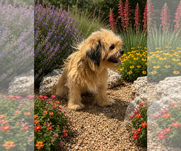 Medium Photo #2 Shih Tzu-Unknown Mix Puppy For Sale in PIPE CREEK, TX, USA