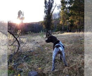 German Shorthaired Pointer Puppy for sale in BURNET, TX, USA