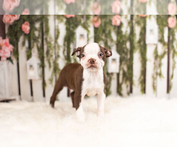 Medium Photo #3 Boston Terrier Puppy For Sale in WARSAW, IN, USA