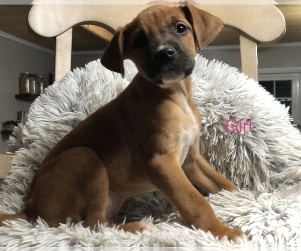 Medium Photo #2 Boxador Puppy For Sale in CONVERSE, IN, USA