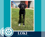 Small Photo #2 Labrador Retriever-Unknown Mix Puppy For Sale in Kimberton, PA, USA