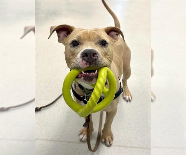 Medium Photo #3 Mutt Puppy For Sale in Waterford, VA, USA