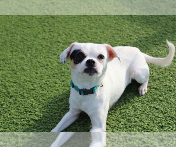 Medium Photo #9 Chihuahua-Unknown Mix Puppy For Sale in Chestertown, MD, USA