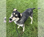 Small #6 Siberian Husky Mix