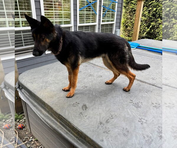 Medium Photo #2 German Shepherd Dog-Unknown Mix Puppy For Sale in Seattle, WA, USA