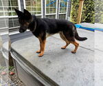 Small #1 German Shepherd Dog Mix