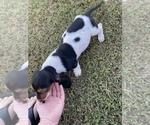 Small Photo #6 Basset Hound Puppy For Sale in LAWRENCEBURG, TN, USA