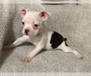 Boston Terrier Puppy for sale in NEWBURY, MA, USA